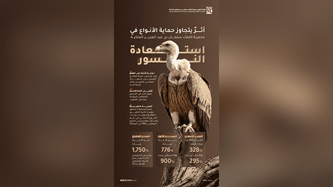 السعودية: نمو قياسي بأعداد النسور النادرة في محمية الملك سلمان الملكية