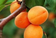 فاكهة المشمش في التراث الزراعي المشرقي .