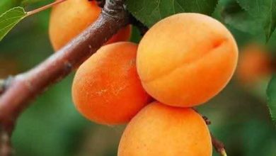 فاكهة المشمش في التراث الزراعي المشرقي .